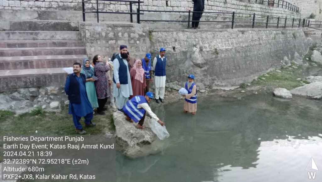 Restocking the sacred pond