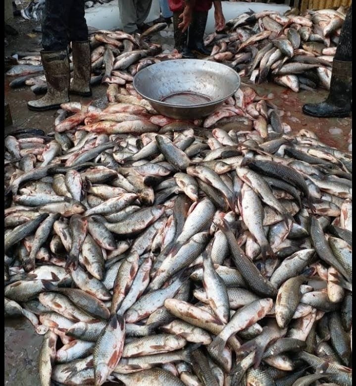 wholesale fish displayed at Arhat