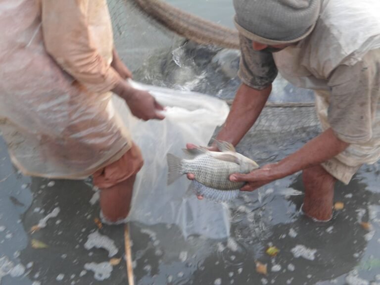 Farmer handling Tilapia fish in a pond in Punjab, Pakistan, showcasing modern fish farming practices