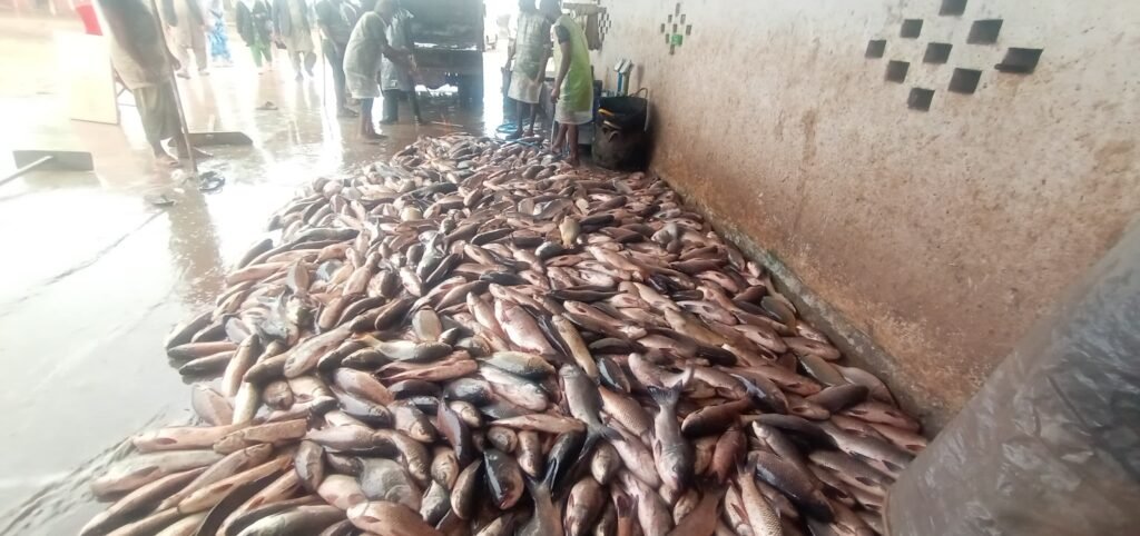 Fresh fish produced in fish farm in Sargodha District