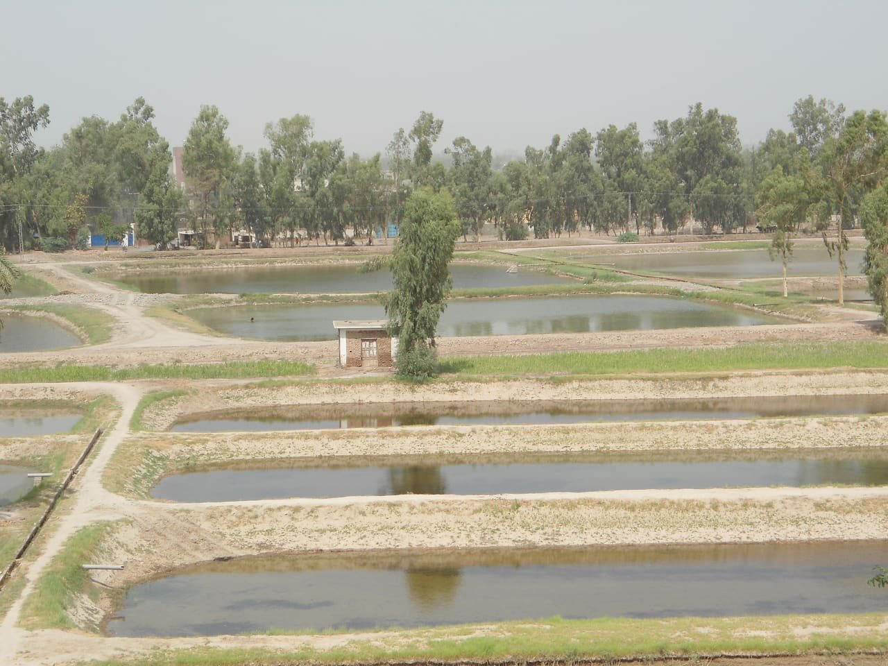 Modern fish farm in Punjab, showcasing advanced aquaculture techniques