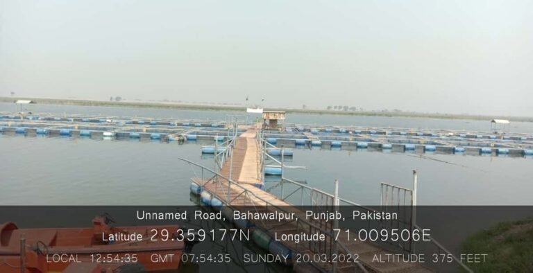 Cage culture site at Trimu Headworks in Punjab with modern fish farming techniques