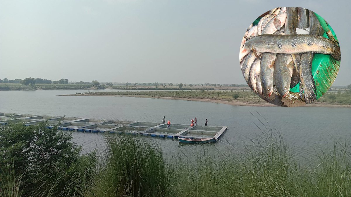 A comprehensive view of a cage culture site in South Punjab, showcasing the advanced aquaculture practices in the region