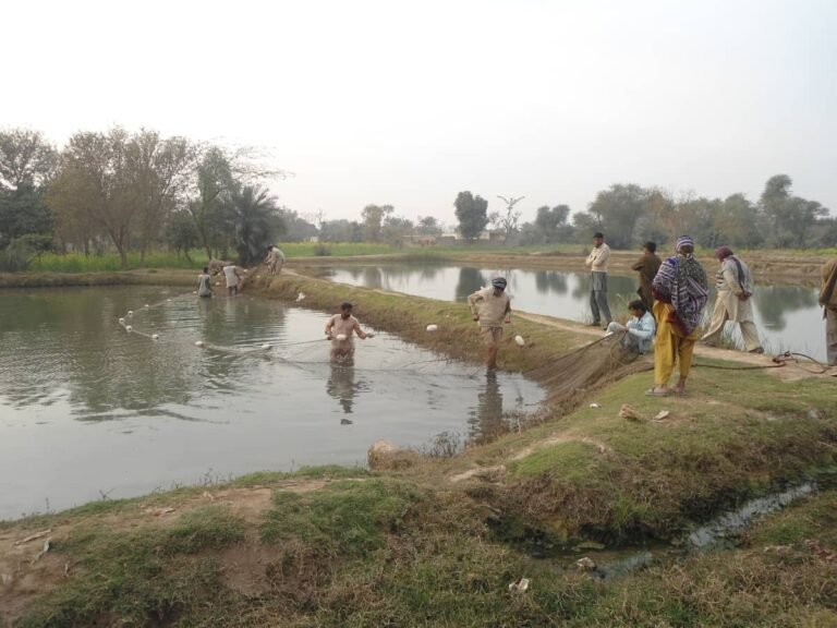 Intermediate size fish farm in Punjab using basic technology with labor-intensive fishing operations