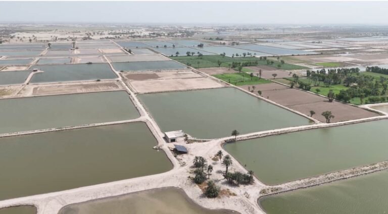 Large commercial fish farm in Punjab employ advanced aquaculture techniques