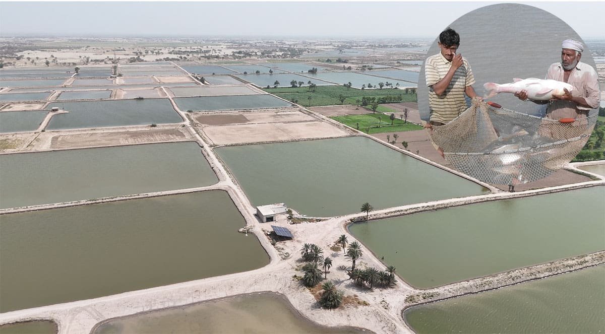 A large commercial fish farm in Punjab, showcasing advanced aquaculture practices and fish handling techniques